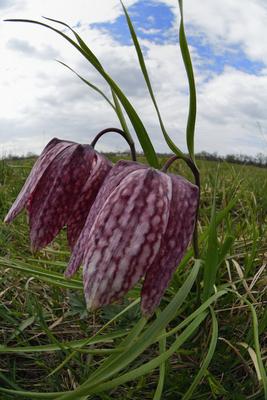 Mocsári kockásliliom-stock-foto
