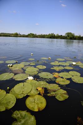 Tisza-tó-stock-foto
