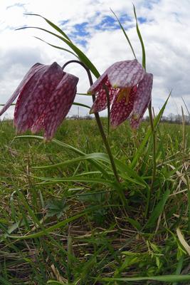 Mocsári kockásliliom-stock-foto