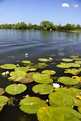 Tisza-tó-stock-foto