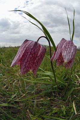 Mocsári kockásliliom-stock-foto