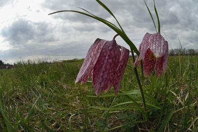 Mocsári kockásliliom-stock-foto