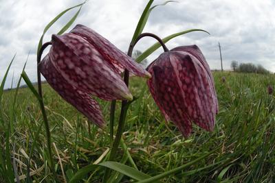 Mocsári kockásliliom-stock-foto