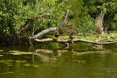 Tisza-tó-stock-foto
