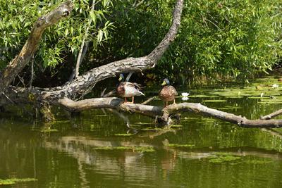 Tisza-tó-stock-photo