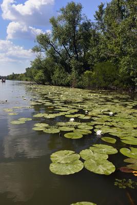 Tisza-tó-stock-foto