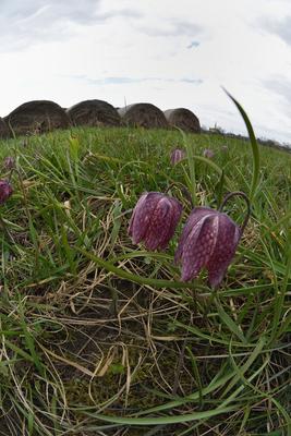 Mocsári kockásliliom-stock-foto