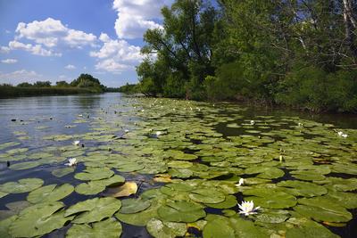 Tisza-tó-stock-foto