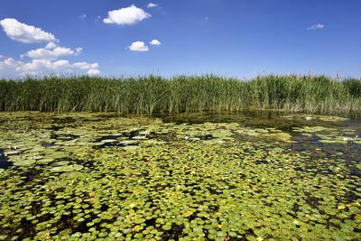 Tisza-tó-stock-foto