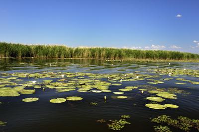 Tisza-tó-stock-foto