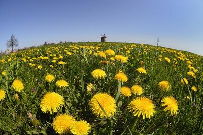 Tési szélmalom-stock-foto