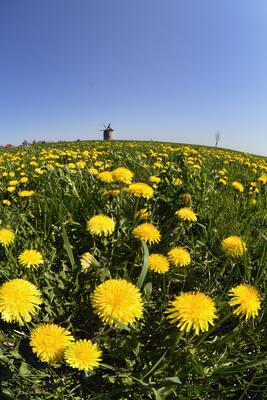 Tési szélmalom-stock-foto