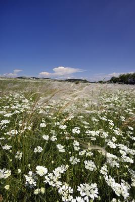 Tihanyi-félsziget-stock-photo