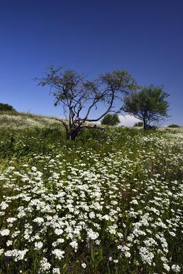 Tihanyi-félsziget-stock-photo