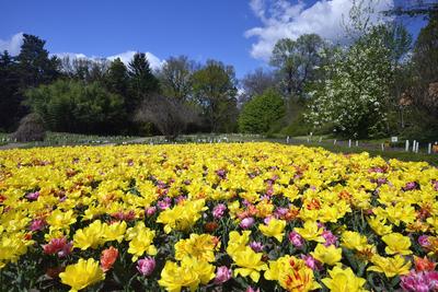 Vácrátót-stock-foto