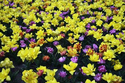 Vácrátót-stock-foto