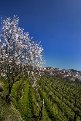 Tihanyi-félsziget-stock-foto