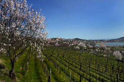 Tihanyi-félsziget-stock-foto