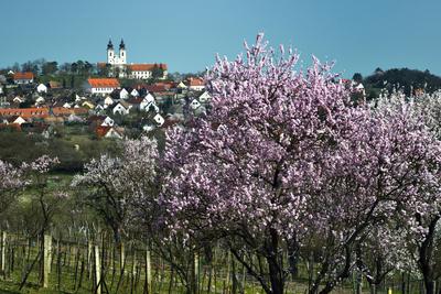 Tihanyi-félsziget-stock-foto