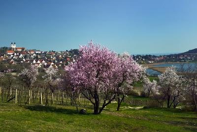 Tihanyi-félsziget-stock-foto