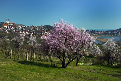 Tihanyi-félsziget-stock-foto