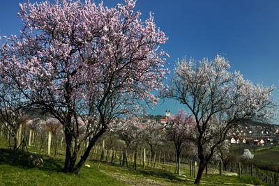 Tihanyi-félsziget-stock-foto