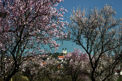 Tihanyi-félsziget-stock-foto