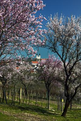 Tihanyi-félsziget-stock-foto