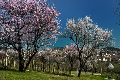 Tihanyi-félsziget-stock-foto