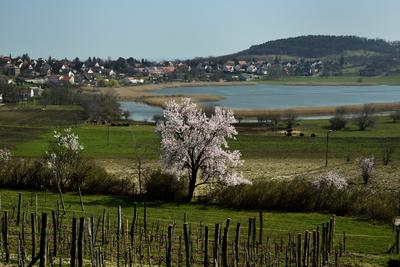 Tihanyi-félsziget-stock-foto