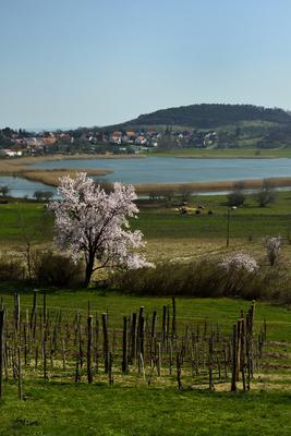 Tihanyi-félsziget-stock-foto