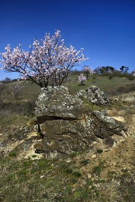 Tihanyi-félsziget-stock-foto