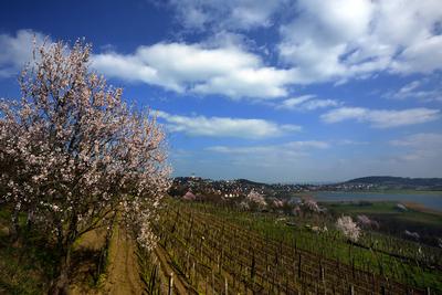 Tihanyi-félsziget-stock-foto