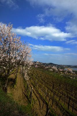 Tihanyi-félsziget-stock-foto