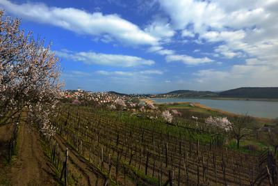 Tihanyi-félsziget-stock-foto