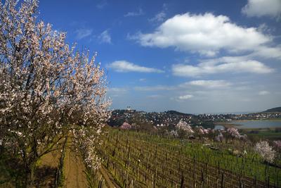 Tihanyi-félsziget-stock-foto