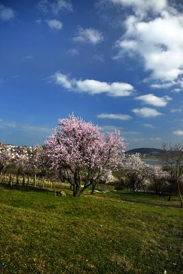 Tihanyi-félsziget-stock-foto