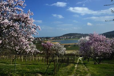 Tihanyi-félsziget-stock-foto