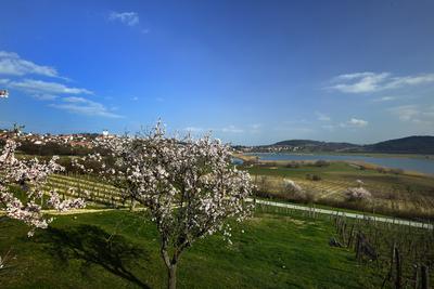 Tihanyi-félsziget-stock-foto