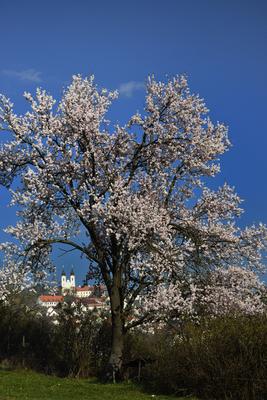 Tihanyi-félsziget-stock-foto