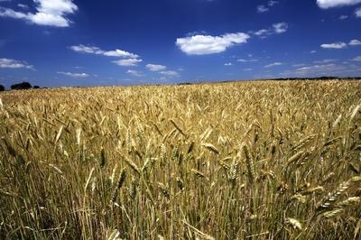 Búzatábla az Őrségben-stock-foto