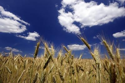 Búzatábla az Őrségben-stock-foto