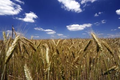 Búzatábla az Őrségben-stock-foto