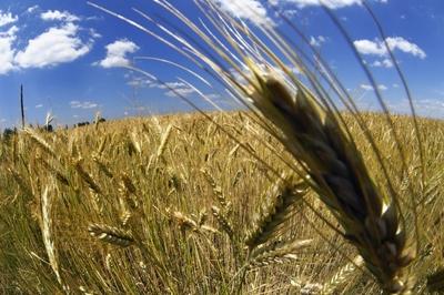 Búzatábla az Őrségben-stock-foto