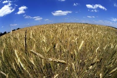 Búzatábla az Őrségben-stock-foto