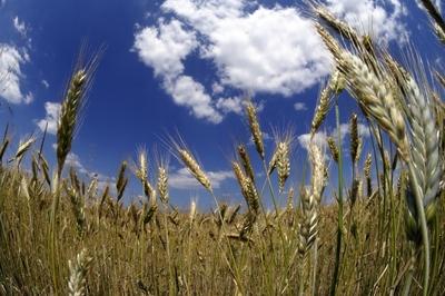 Búzatábla az Őrségben-stock-foto