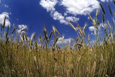 Búzatábla az Őrségben-stock-foto