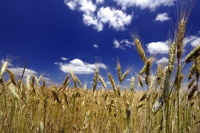 Búzatábla az Őrségben-stock-foto