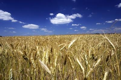 Búzatábla az Őrségben-stock-foto