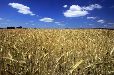 Búzatábla az Őrségben-stock-foto
